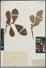 Foto von Salix appendiculata Vill. x Salix caprea L.
